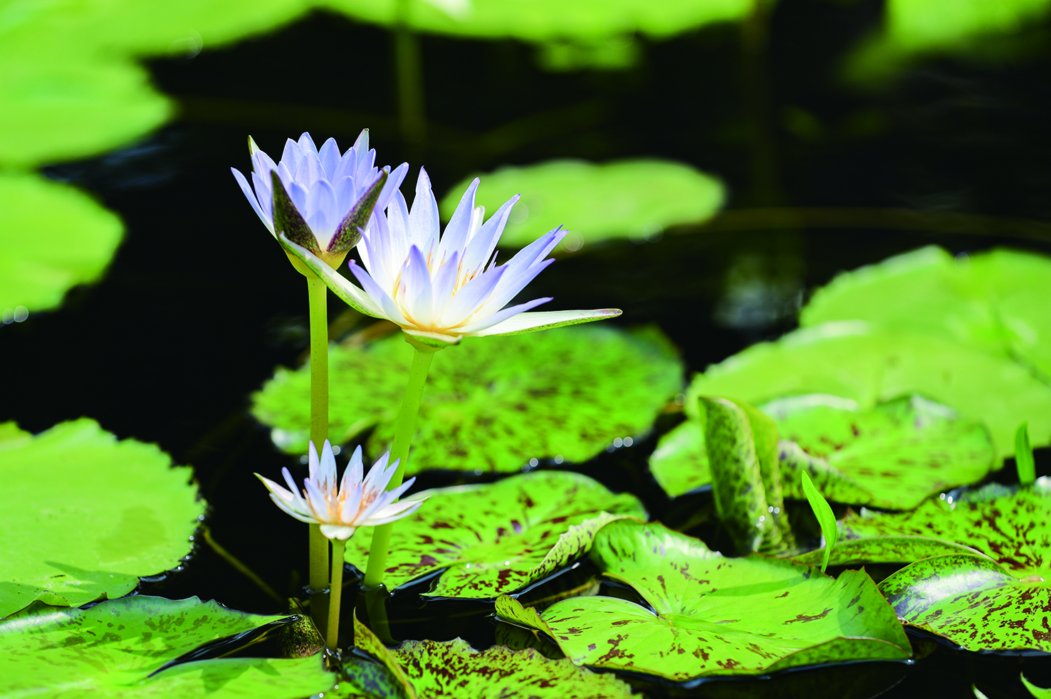 五大景区 莲 动展出万株 睡美人 成美景辰山植物园营造 静谧的睡莲世界