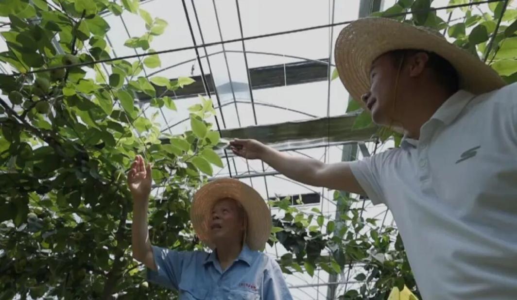 26年扎根梨园，他让仓桥水晶梨成为松江的“甜蜜名片”