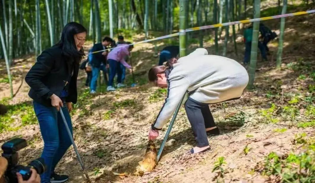 去佘山挖兰笋！攻略来了，还有免费体验券送→
