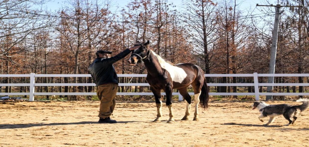 四代传承，与马相伴！从草原到松江，走近“大胡子马老板”一家的养马情缘