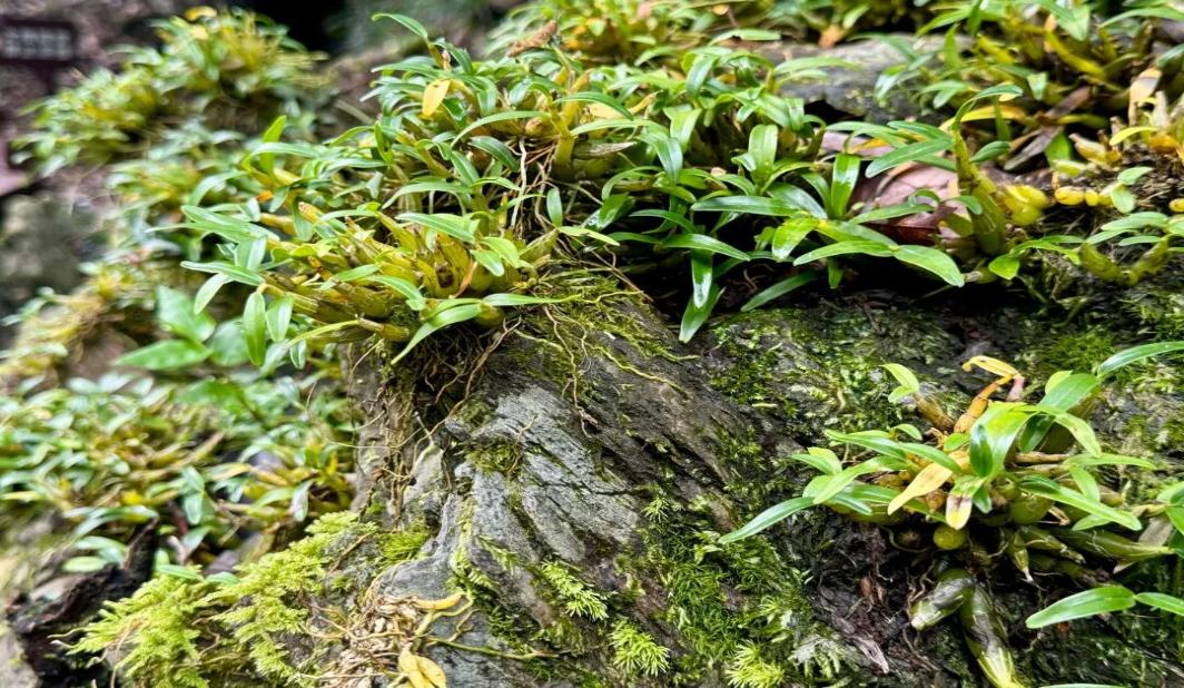 “仙草”变“致富草”，沪六合作助推霍山石斛产业焕新生