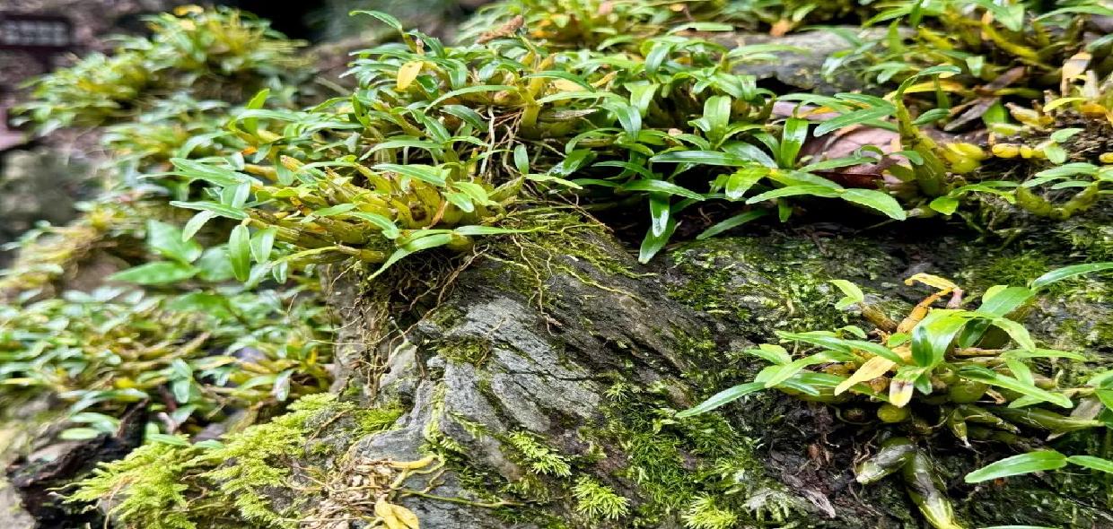 “仙草”变“致富草”，沪六合作助推霍山石斛产业焕新生