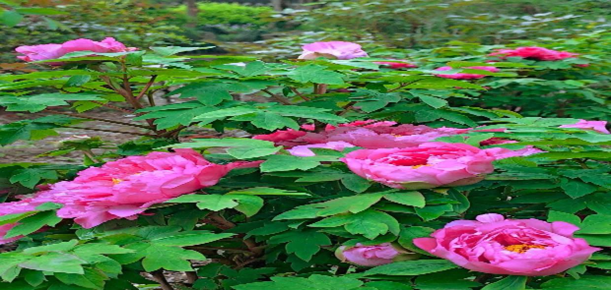 醉白池“镇园之宝”开了，花苞数创近年新高