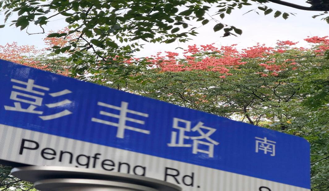 松江夏末秋初的浪漫，藏在这条栾树林荫道里