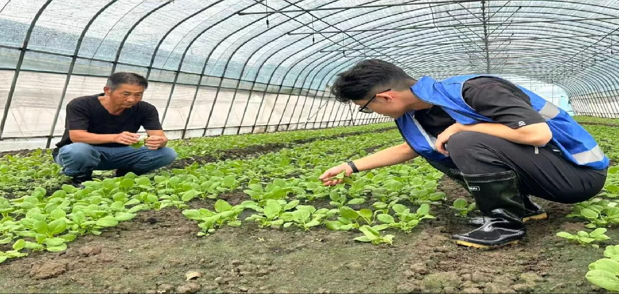 台风过后，松江农业保险启动快速理赔，首批赔款已到账