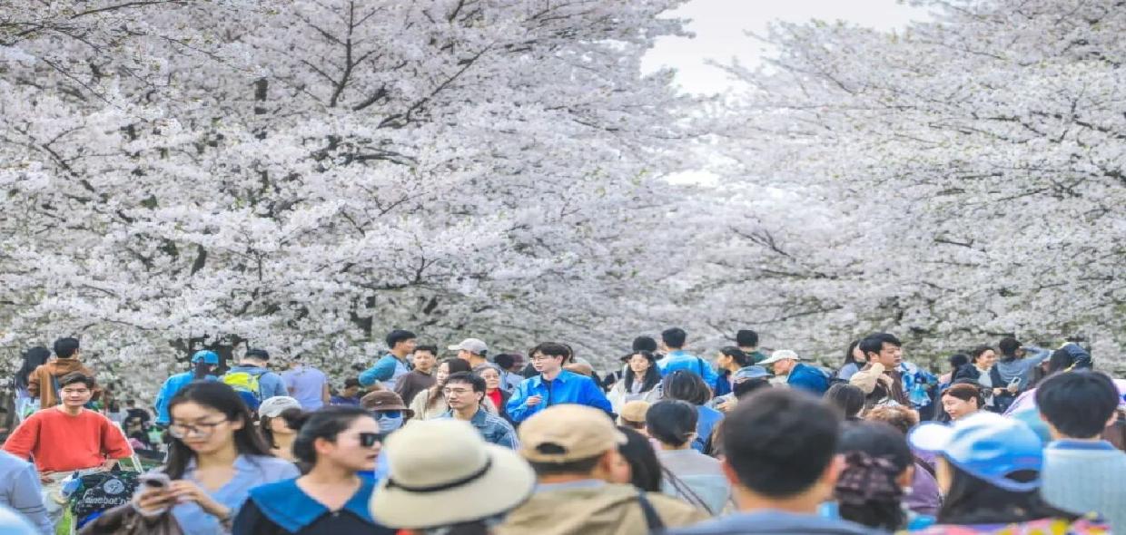 75508人次！辰山植物园刷新近十年单日客流纪录，你打卡了吗？