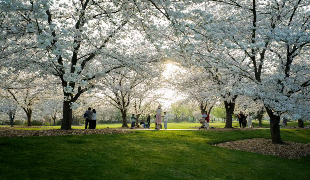 三天迎客65.19万人次！清明假期松江文旅再升温，深度游成新趋势