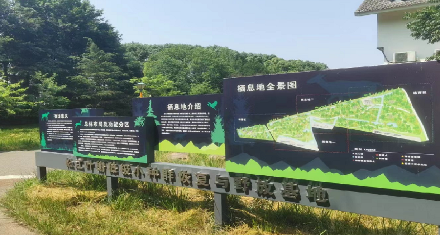 胆子数它小,存活难度大,叶榭镇的这片林地喜迎多只"獐宝宝"